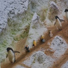 Bei den Pinguinen